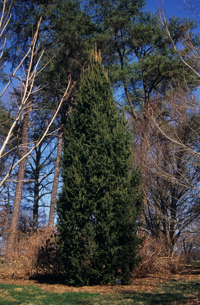 Cupressina Norway Spruce - Picea abies 'Cupressina' from E.C. Brown's Nursery