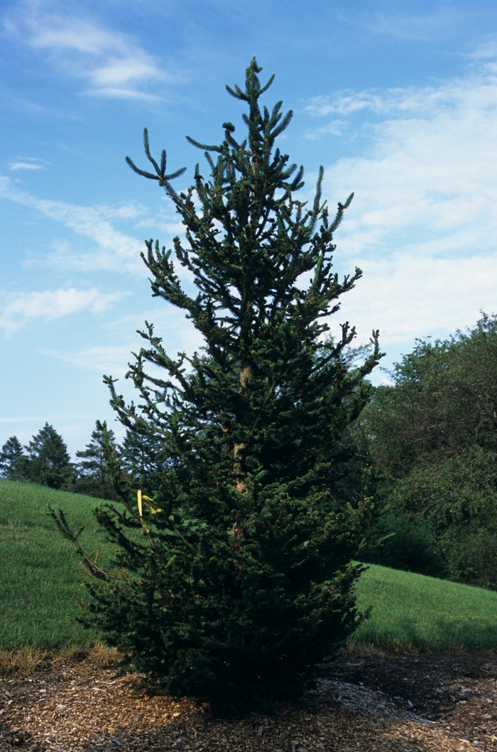 Hillside Upright Norway Spruce - Picea abies 'Hillside Upright' from E.C. Brown's Nursery Hillside Upright Norway Spruce - Picea abies 'Hillside Upright' from E.C. Brown's Nursery
