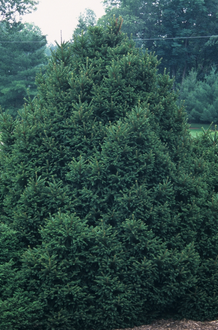 Sharpleaf Norway Spruce - Picea abies 'Mucronata' from E.C. Brown's Nursery