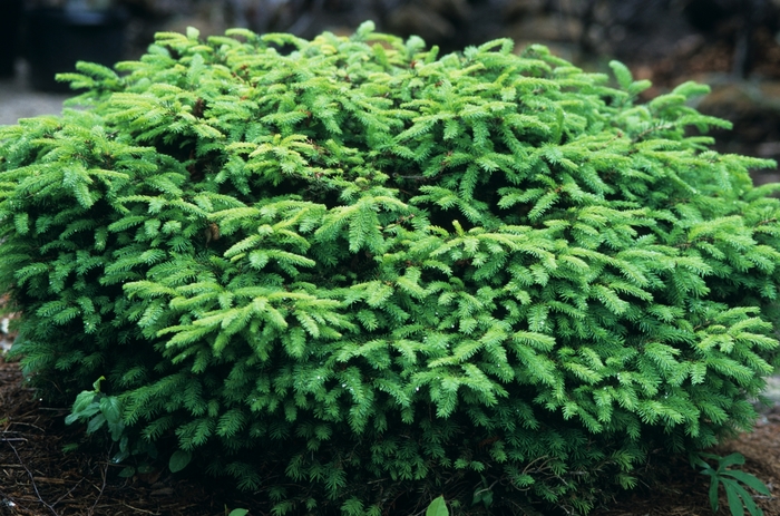 Bird's Nest Spruce - Picea abies 'Nidiformis' from E.C. Brown's Nursery