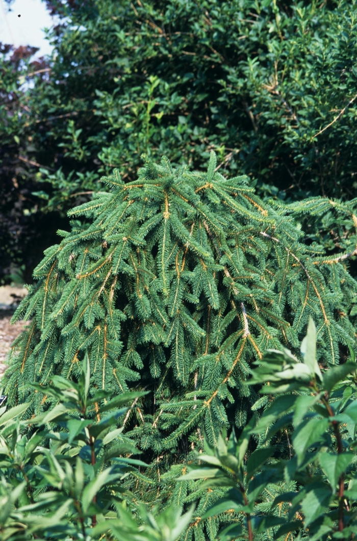 Weeping Norway Spruce - Picea abies 'Pendula' from E.C. Brown's Nursery