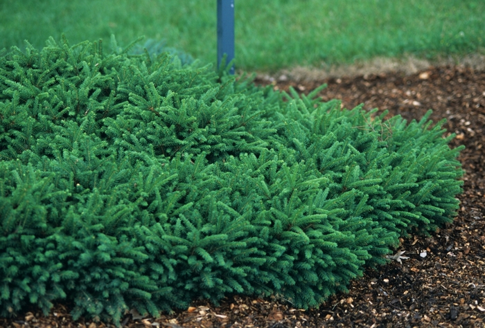 Dwarf Spruce - Picea abies 'Pumila' from E.C. Brown's Nursery