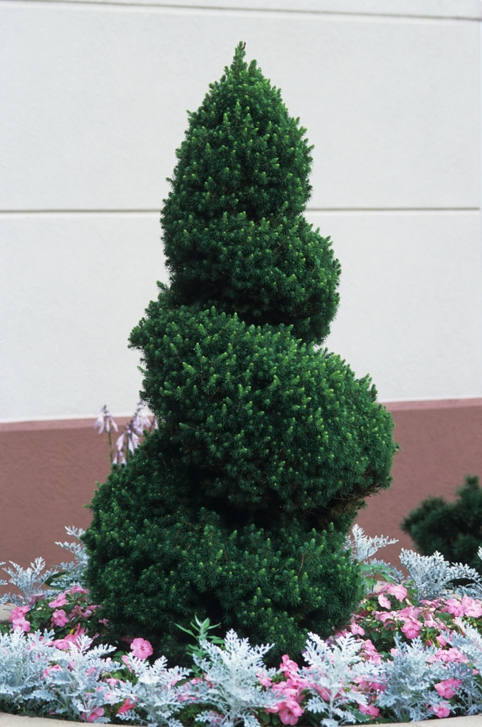 Dwarf Alberta Spruce - Picea glauca 'Conica' from E.C. Brown's Nursery Dwarf Alberta Spruce - Picea glauca 'Conica' from E.C. Brown's Nursery