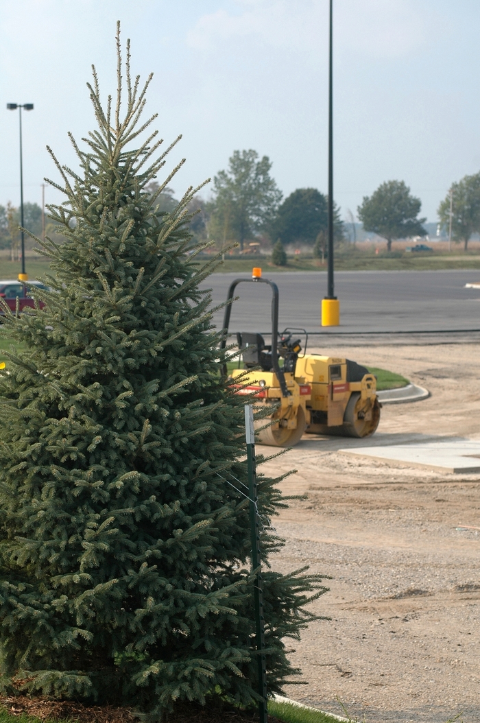 Black Hills Spruce - Picea glauca 'Densata' from E.C. Brown's Nursery