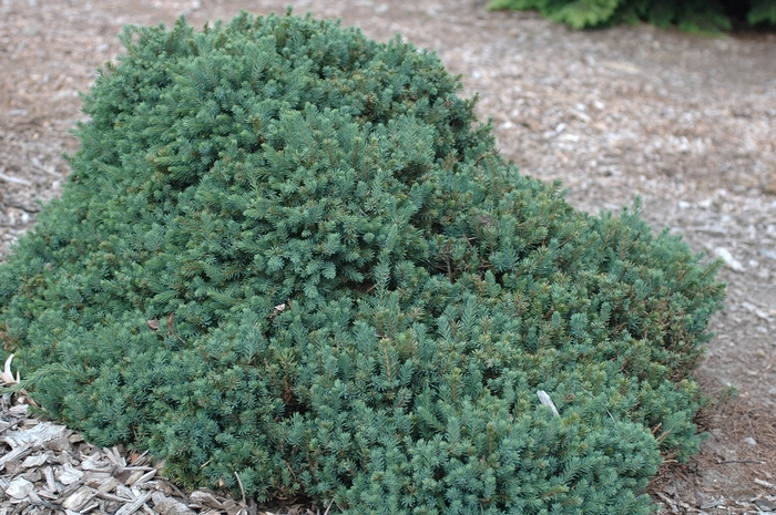 Echiniformis Norway Spruce - Picea glauca 'Echiniformis' from E.C. Brown's Nursery