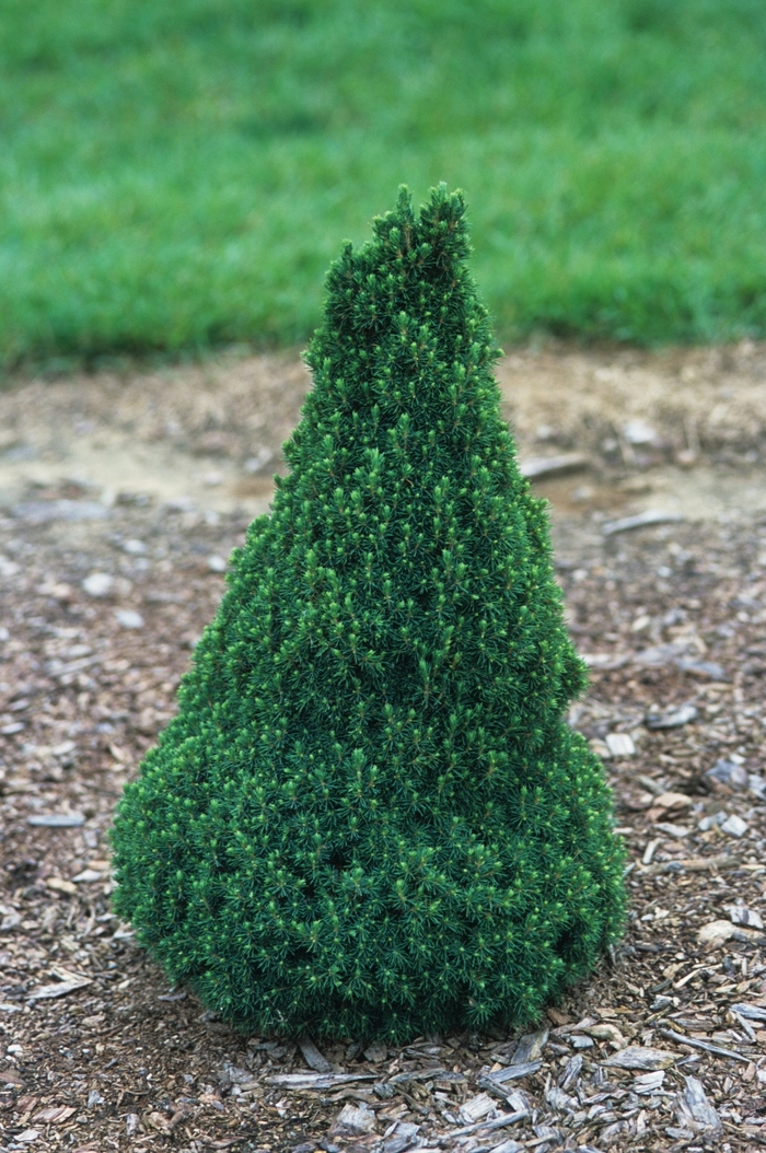 Dwarf Alberta Spruce - Picea glauca 'Jean's Dilly' from E.C. Brown's Nursery