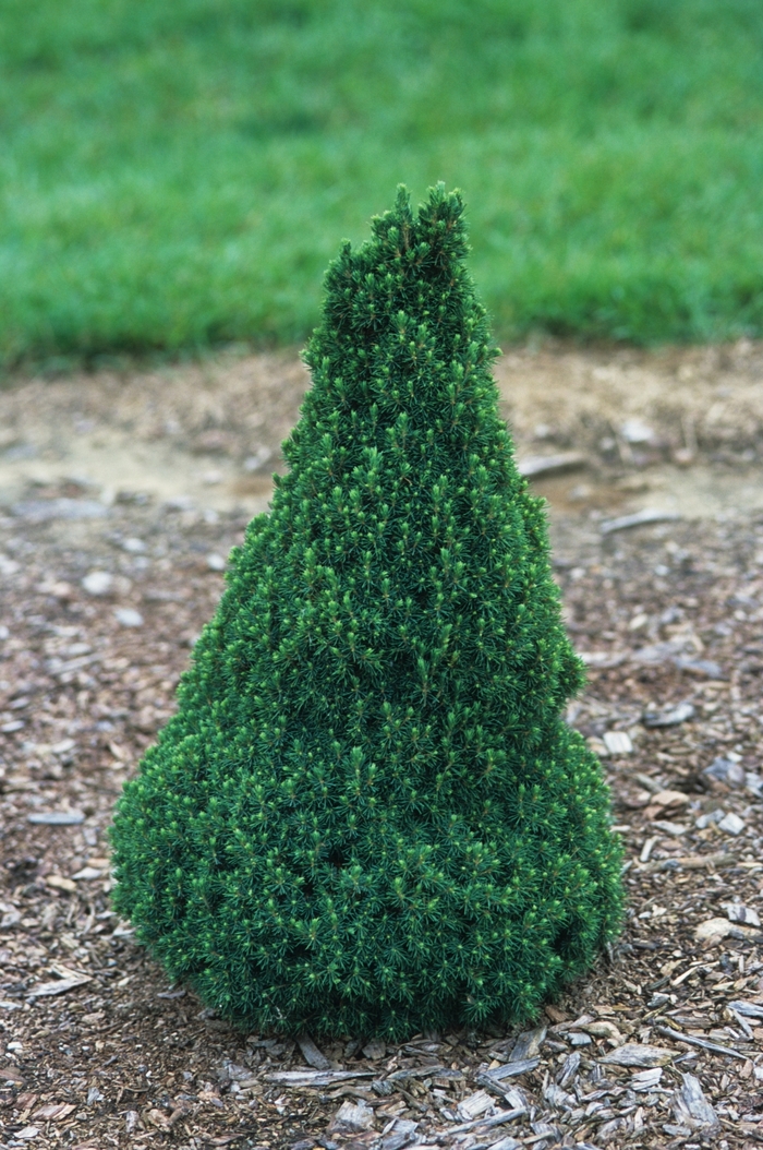 Dwarf Alberta Spruce - Picea glauca 'Jean's Dilly' from E.C. Brown's Nursery Dwarf Alberta Spruce - Picea glauca 'Jean's Dilly' from E.C. Brown's Nursery