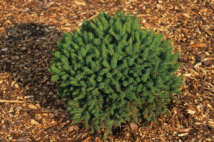 Little Globe Spruce - Picea glauca 'Little Globe' from E.C. Brown's Nursery