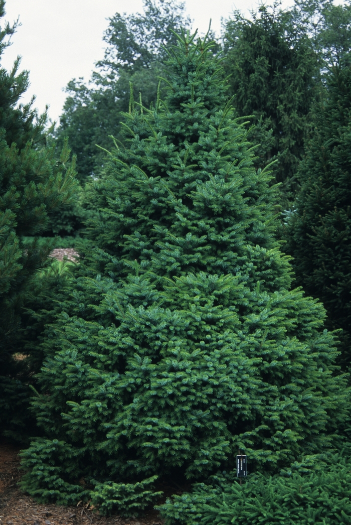 Dwarf Serbian Spruce - Picea omorika 'Nana' from E.C. Brown's Nursery