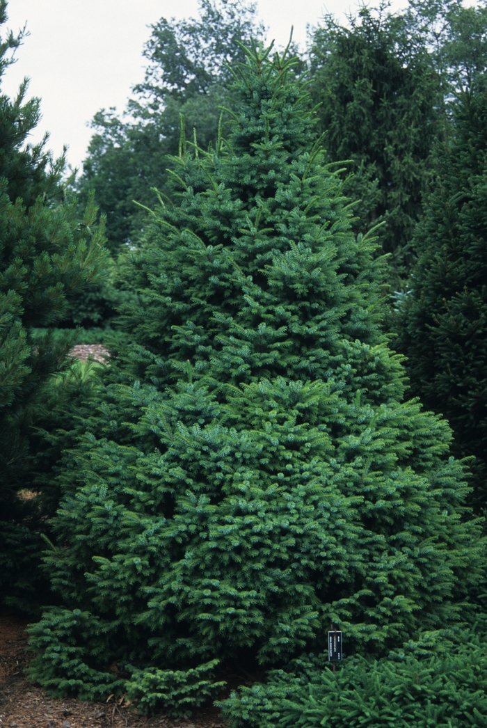 Dwarf Serbian Spruce - Picea omorika 'Nana' from E.C. Brown's Nursery Dwarf Serbian Spruce - Picea omorika 'Nana' from E.C. Brown's Nursery
