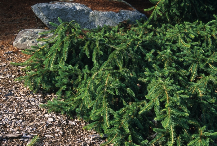 Weeping Colorado Spruce - Picea pungens 'Pendula' from E.C. Brown's Nursery