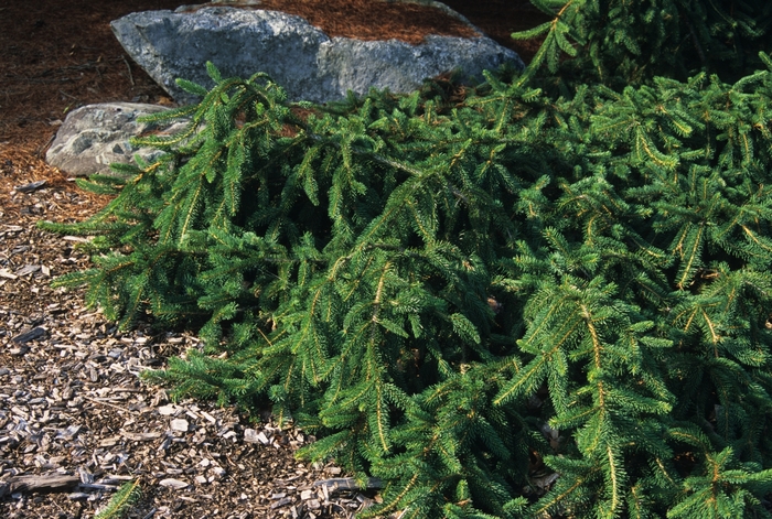 Weeping Colorado Spruce - Picea pungens 'Pendula' from E.C. Brown's Nursery Weeping Colorado Spruce - Picea pungens 'Pendula' from E.C. Brown's Nursery