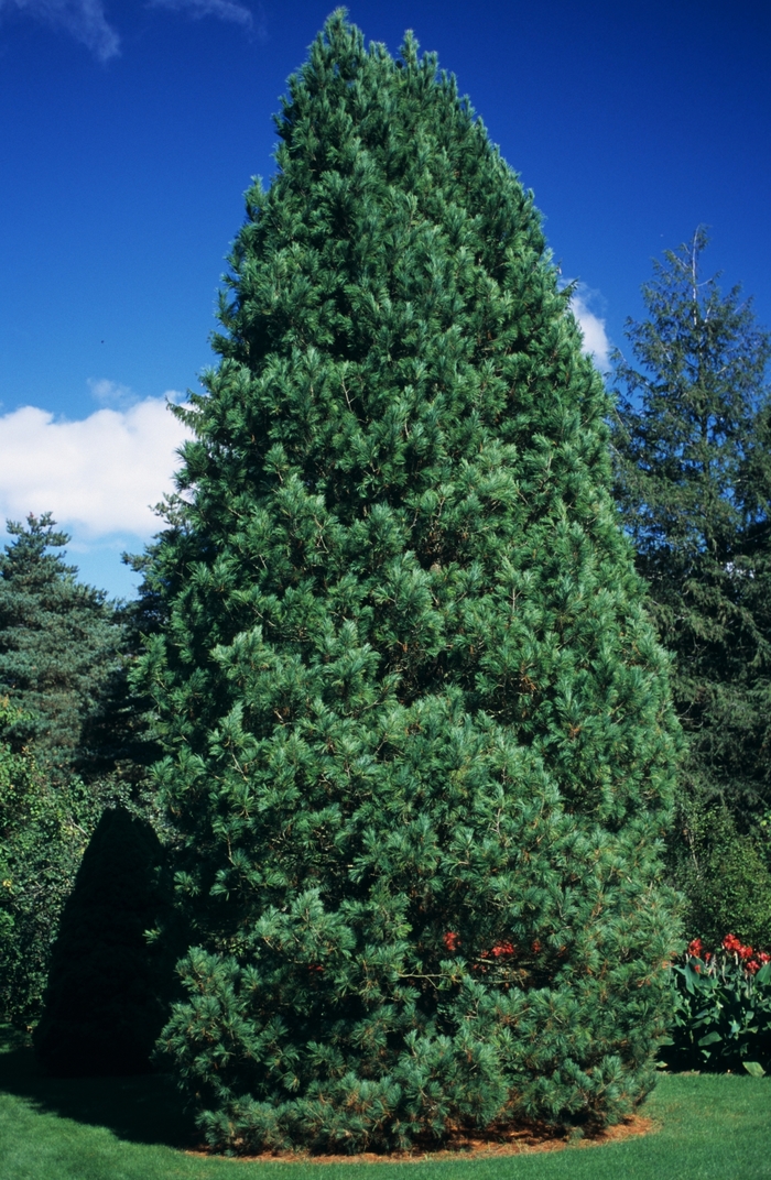 Swiss Stone Pine - Pinus cembra from E.C. Brown's Nursery Swiss Stone Pine - Pinus cembra from E.C. Brown's Nursery