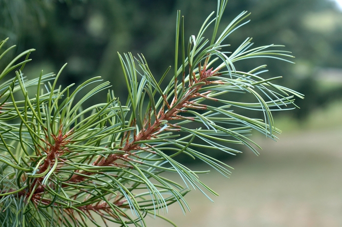 Blue Tinted Korean Pine - Pinus koraiensis 'Glauca' from E.C. Brown's Nursery