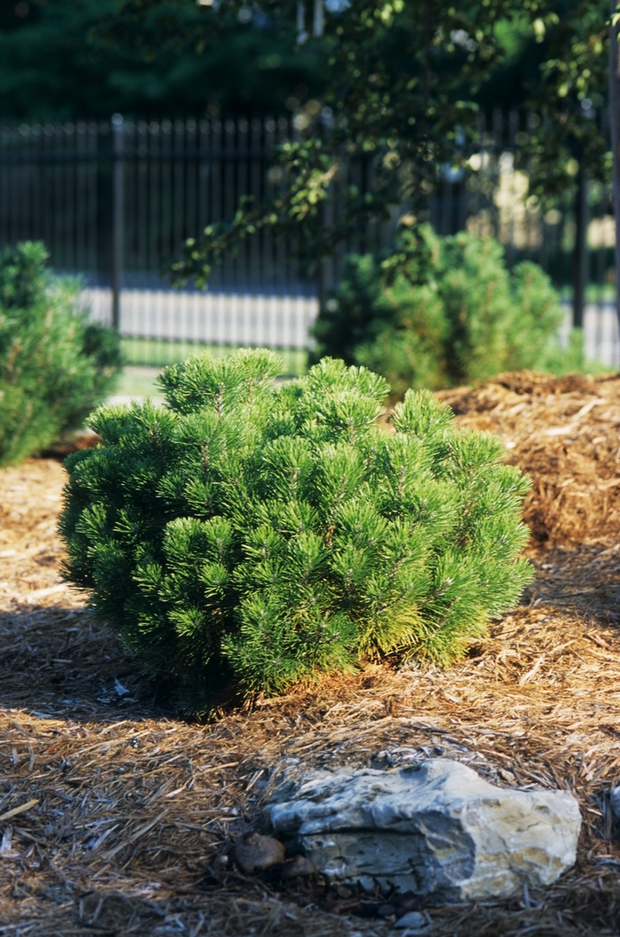 Swiss Mountain Pine - Pinus mugo from E.C. Brown's Nursery Swiss Mountain Pine - Pinus mugo from E.C. Brown's Nursery