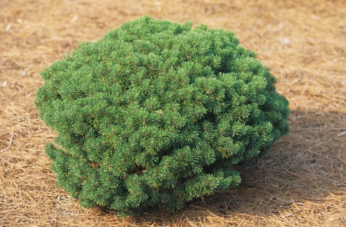 'Mops' Mugo Pine - Pinus mugo from E.C. Brown's Nursery 'Mops' Mugo Pine - Pinus mugo from E.C. Brown's Nursery