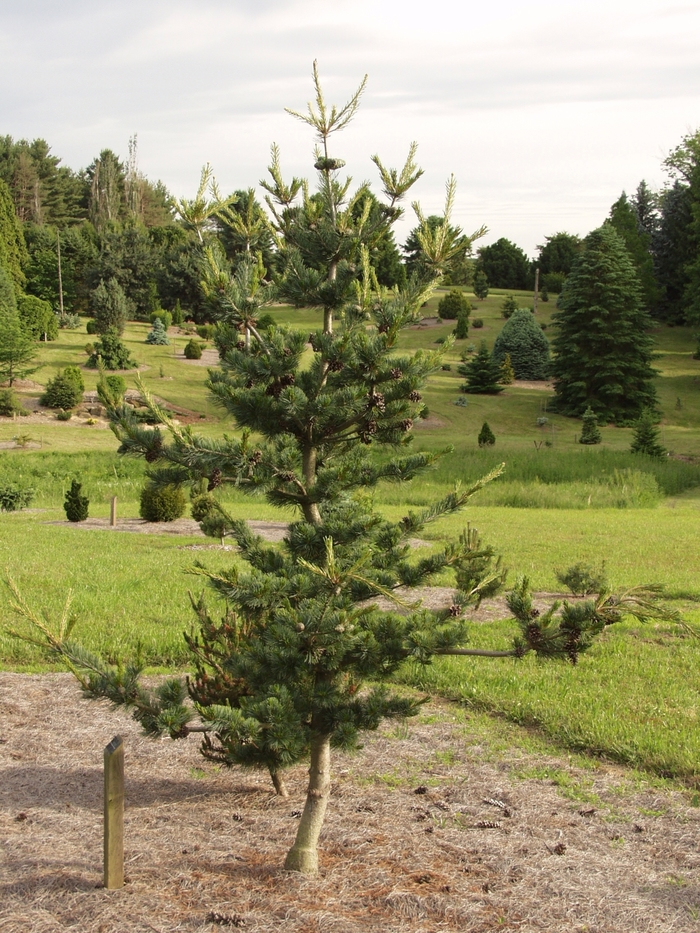 Japanese White Pine - Pinus parviflora 'Glauca' from E.C. Brown's Nursery