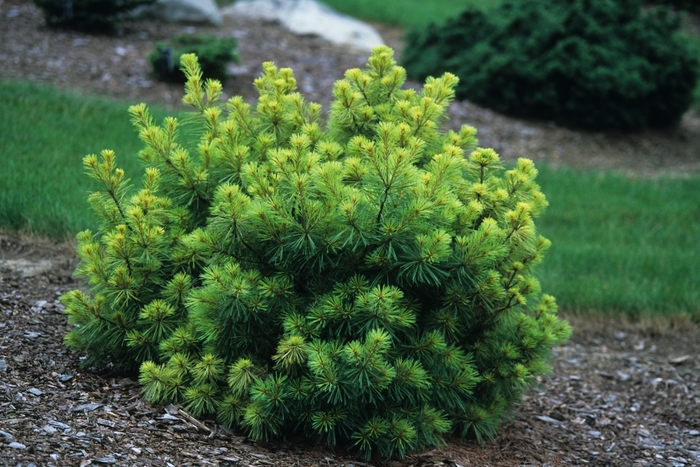 Blue Jay White Pine - Pinus strobus 'Blue Jay' from E.C. Brown's Nursery