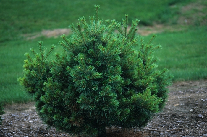  'Nana' - Pinus strobus 'Nana' from E.C. Brown's Nursery