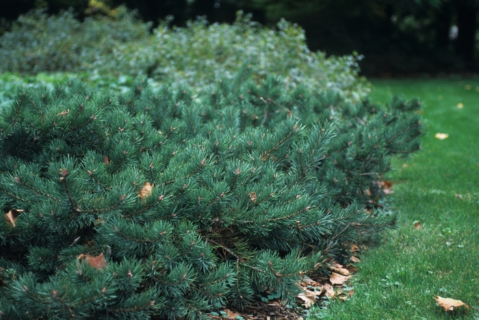 Scots Pine - Pinus sylvestris 'Albyn Prostrata' from E.C. Brown's Nursery