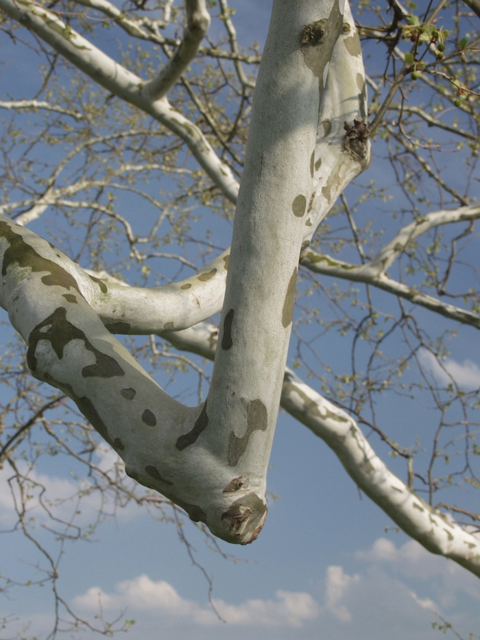 American Planetree - Platanus occidentalis from E.C. Brown's Nursery