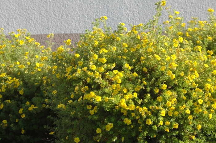 Shrubby Cinquefoil - Potentilla fruticosa from E.C. Brown's Nursery Shrubby Cinquefoil - Potentilla fruticosa from E.C. Brown's Nursery