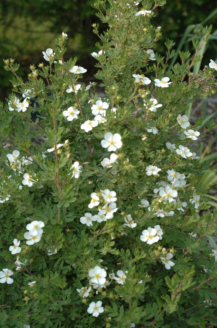 Potentilla - Potentilla fruticosa 'Abbotswood' from E.C. Brown's Nursery Potentilla - Potentilla fruticosa 'Abbotswood' from E.C. Brown's Nursery