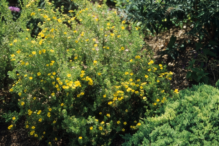 Potentilla - Potentilla fruticosa 'Gold Drop' from E.C. Brown's Nursery Potentilla - Potentilla fruticosa 'Gold Drop' from E.C. Brown's Nursery