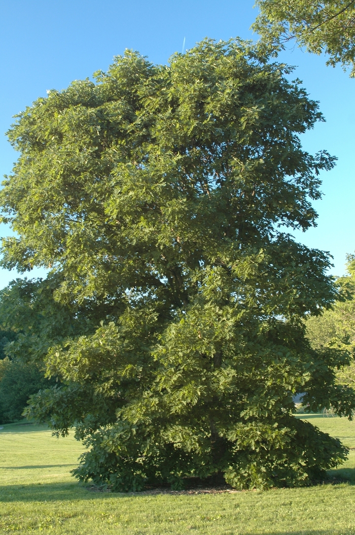 White Oak - Quercus alba from E.C. Brown's Nursery White Oak - Quercus alba from E.C. Brown's Nursery