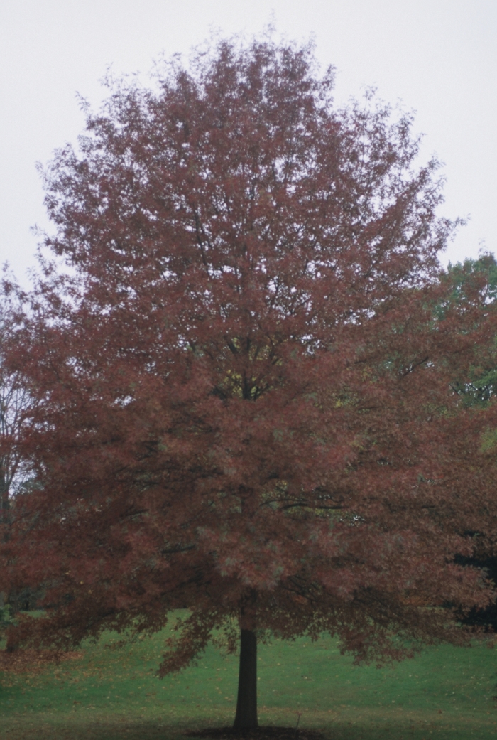 Scarlet Oak - Quercus coccinea from E.C. Brown's Nursery Scarlet Oak - Quercus coccinea from E.C. Brown's Nursery