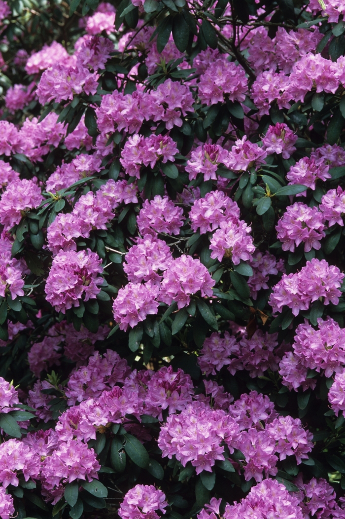 English Roseum - Rhododendron hybrid from E.C. Brown's Nursery English Roseum - Rhododendron hybrid from E.C. Brown's Nursery