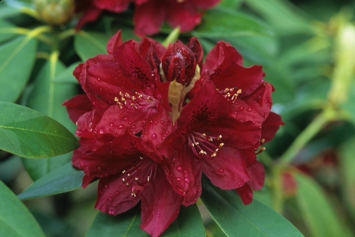 'Golden Lights' - Rhododendron hybrid from E.C. Brown's Nursery 'Golden Lights' - Rhododendron hybrid from E.C. Brown's Nursery