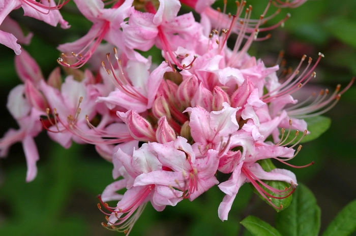 Deciduous Azalea - Azalea x 'Northern Hi-Lights' from E.C. Brown's Nursery