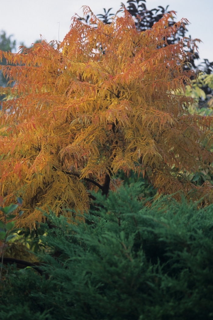 'Lacinata' - Rhus typhina from E.C. Brown's Nursery 'Lacinata' - Rhus typhina from E.C. Brown's Nursery