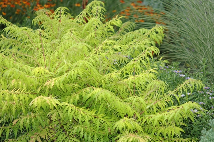 Tiger Eyes® Cutleaf Staghorn Sumac - Rhus typhina 'Bailtiger' from E.C. Brown's Nursery Tiger Eyes® Cutleaf Staghorn Sumac - Rhus typhina 'Bailtiger' from E.C. Brown's Nursery