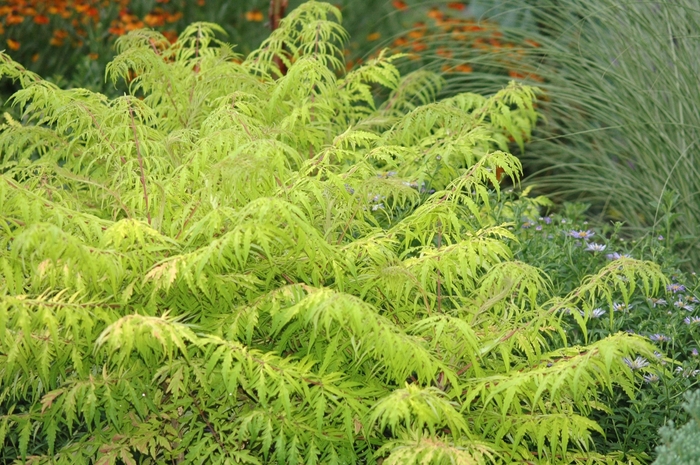 Tiger Eyes® Cutleaf Staghorn Sumac - Rhus typhina 'Bailtiger' from E.C. Brown's Nursery