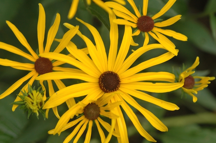 Black Eyed Susan - Rudbeckia subtomentosa from E.C. Brown's Nursery Black Eyed Susan - Rudbeckia subtomentosa from E.C. Brown's Nursery