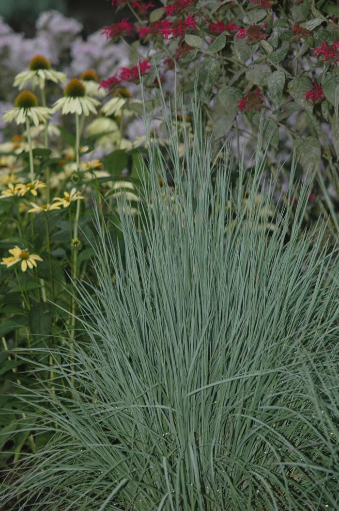 'The Blues' Little Bluestem - *Schizachyrium scoparium 'The Blues' from E.C. Brown's Nursery 'The Blues' Little Bluestem - *Schizachyrium scoparium 'The Blues' from E.C. Brown's Nursery
