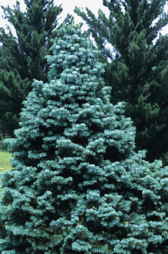 Compact White Fir - Abies concolor 'Compacta' from E.C. Brown's Nursery