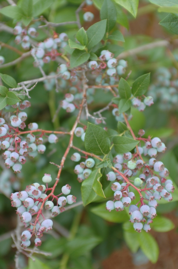 Chippewa Highbush Blueberry - Vaccinium corymbosum 'Chippewa' from E.C. Brown's Nursery