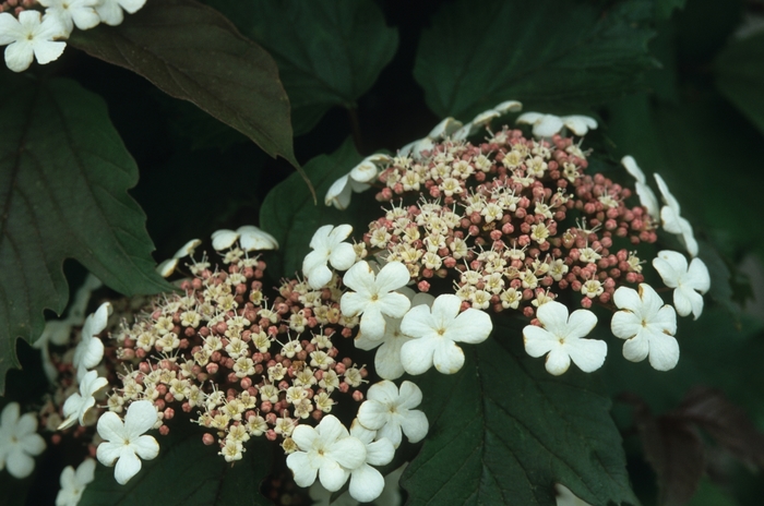 Onondaga Sargent Viburnum - Viburnum sargentii 'Onondaga' (Sargent Viburnum) from E.C. Brown's Nursery