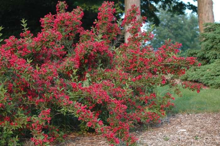 Old Fashion Weigela - Weigela florida 'Red Prince' from E.C. Brown's Nursery