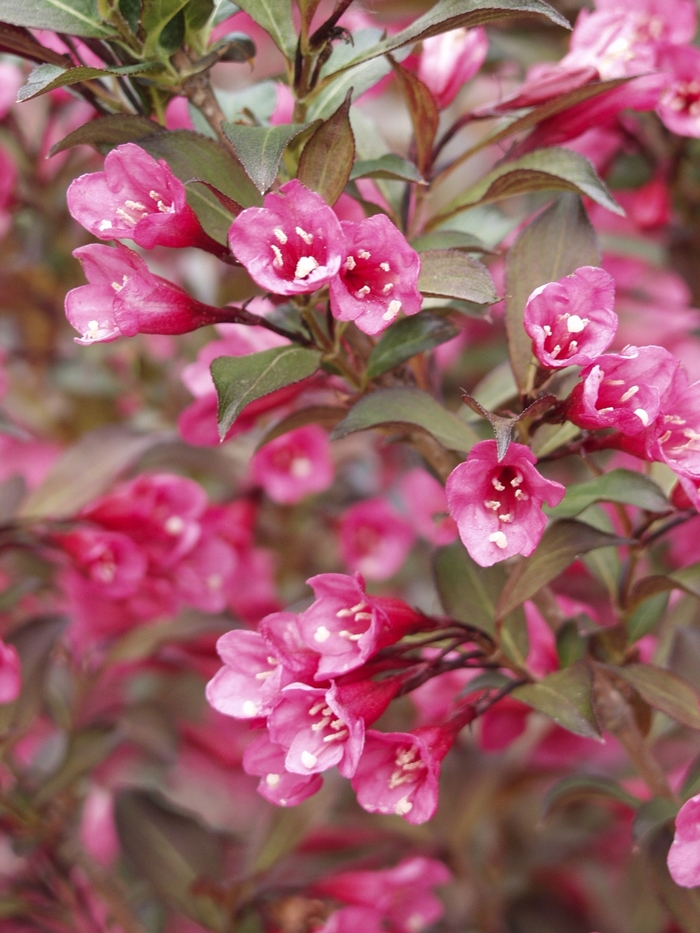 Weigela - Weigela florida 'Wine & Roses®' from E.C. Brown's Nursery Weigela - Weigela florida 'Wine & Roses®' from E.C. Brown's Nursery