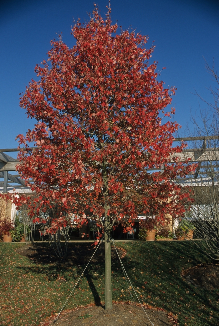 Red Sunset® Red Maple - Acer rubrum 'Franksred' from E.C. Brown's Nursery Red Sunset® Red Maple - Acer rubrum 'Franksred' from E.C. Brown's Nursery