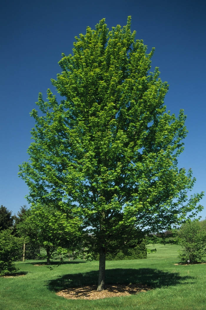Autumn Blaze® Red Maple Tree - Acer freemanii 'Autumn Blaze®' from E.C. Brown's Nursery Autumn Blaze® Red Maple Tree - Acer freemanii 'Autumn Blaze®' from E.C. Brown's Nursery