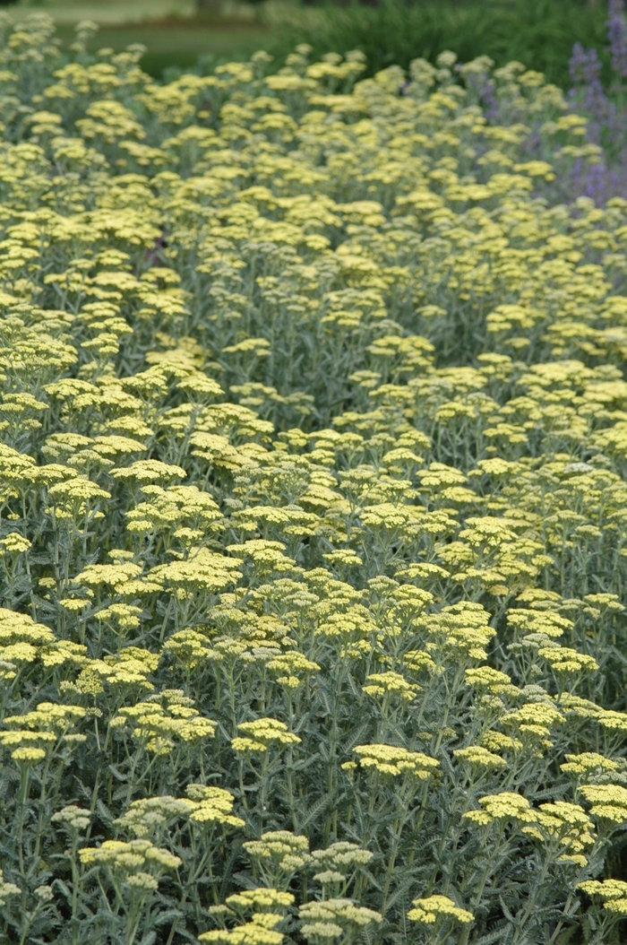 Yarrow - Achillea hybrid 'Anthea' from E.C. Brown's Nursery Yarrow - Achillea hybrid 'Anthea' from E.C. Brown's Nursery