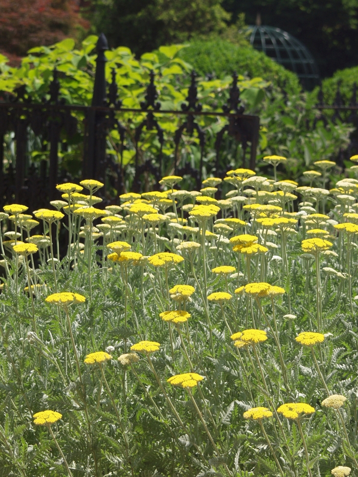 Yarrow - Achillea hybrid 'Coronation Gold' from E.C. Brown's Nursery