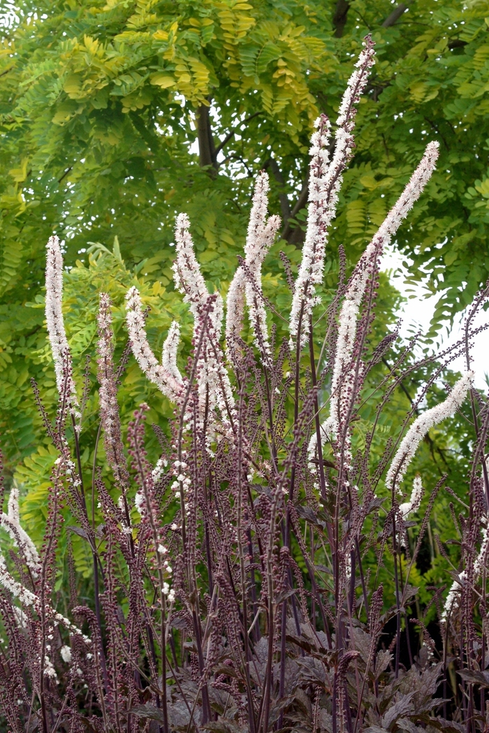 Bugbane - Actaea simplex 'Black Negligee' from E.C. Brown's Nursery Bugbane - Actaea simplex 'Black Negligee' from E.C. Brown's Nursery