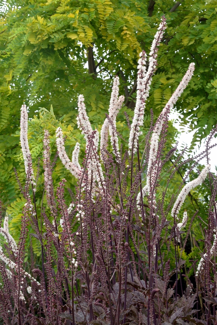 Bugbane - Actaea simplex 'Black Negligee' from E.C. Brown's Nursery