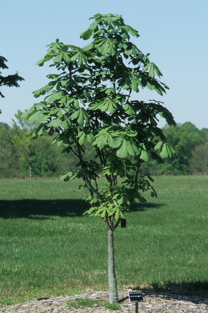 Horse Chestnut - Aesculus hippocastanum from E.C. Brown's Nursery Horse Chestnut - Aesculus hippocastanum from E.C. Brown's Nursery